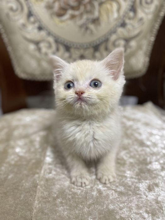 mushuk bolasi turetskiy angora