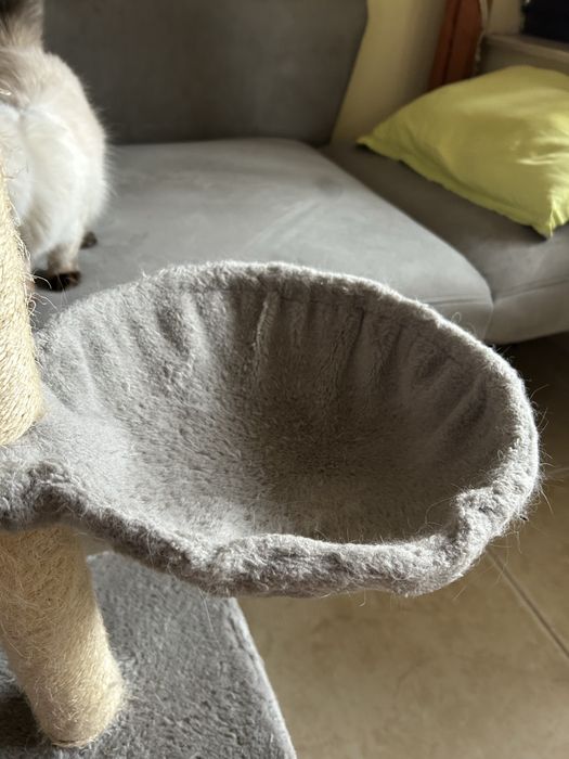 Котешка катерушка в добро състояние