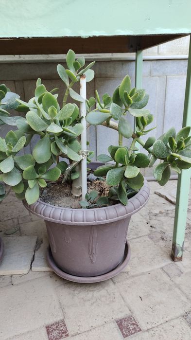 Продается денежное дерево