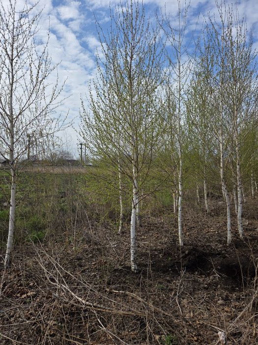 Vând Brazi argintii și verzi Platani Mesteacăn