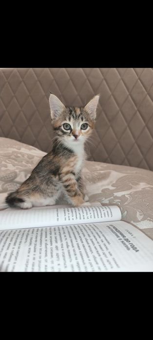 Отдам в добрые руки полупородистых котят