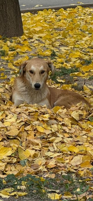 Новая семья для Дуси