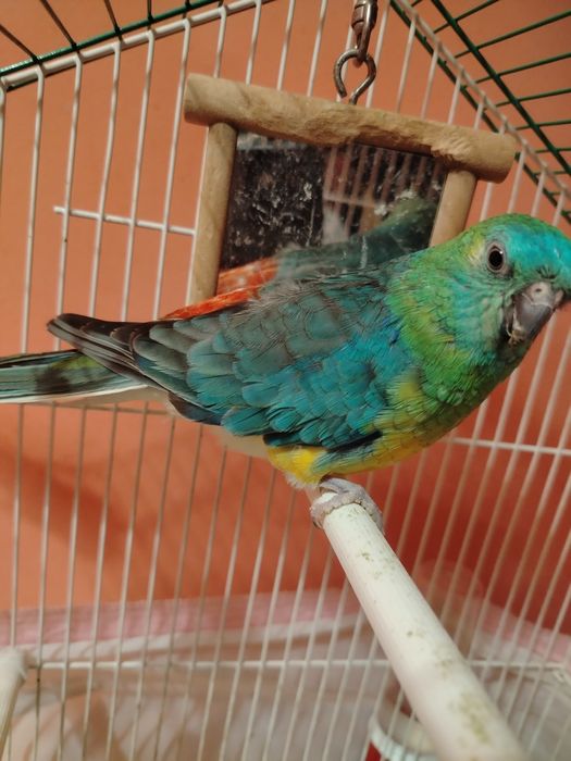 Продавам мъжки поен папагал!