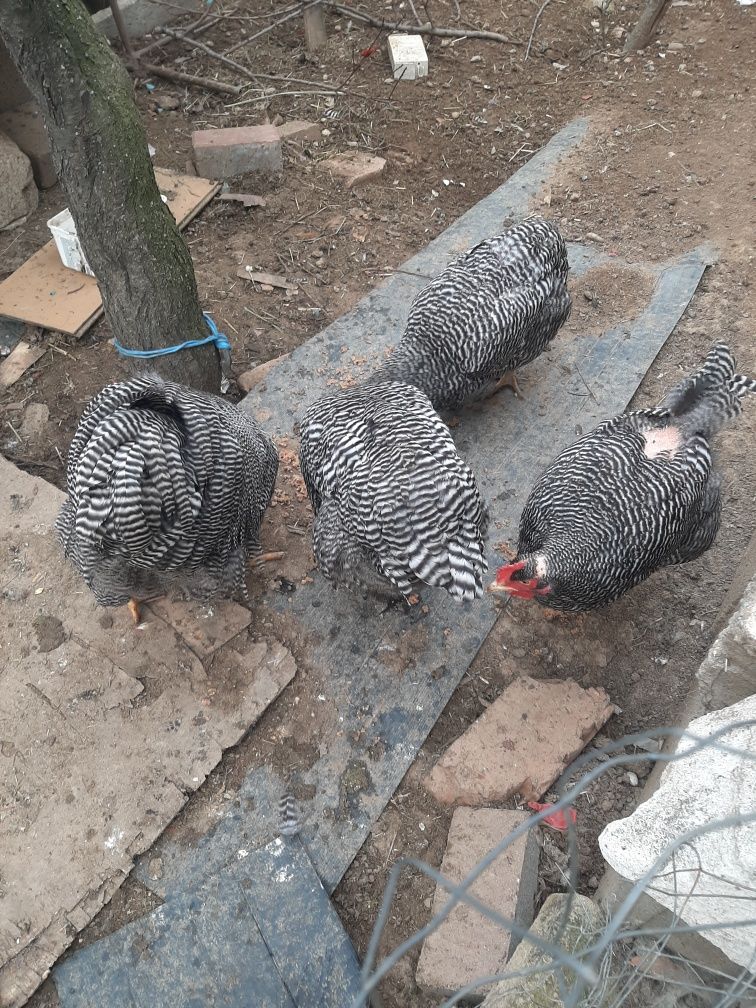 Vând familie de găini playmouth rok barat