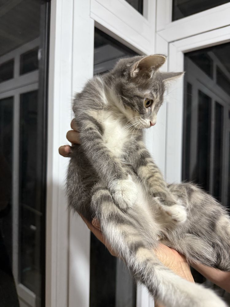 Котята мальчик и девочка