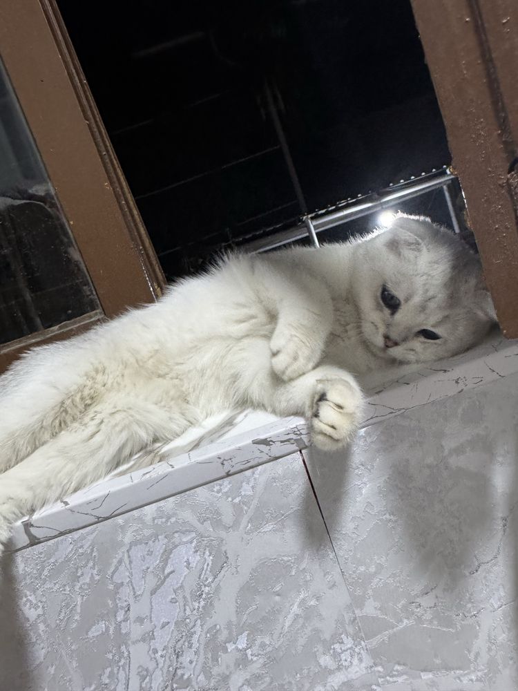 Scottish fold chinchilla mushik sotiladi