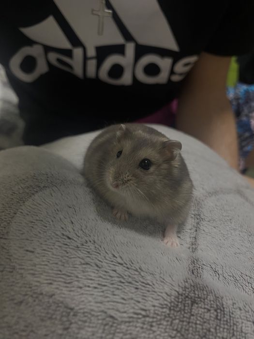 Donez hamster, baietel, foarte cuminte si prietenos