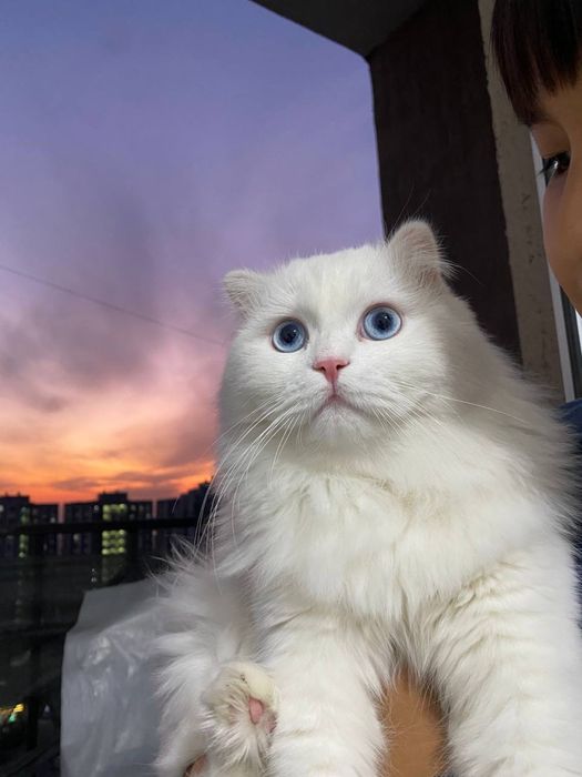 Вязкага: Турецкая ангора