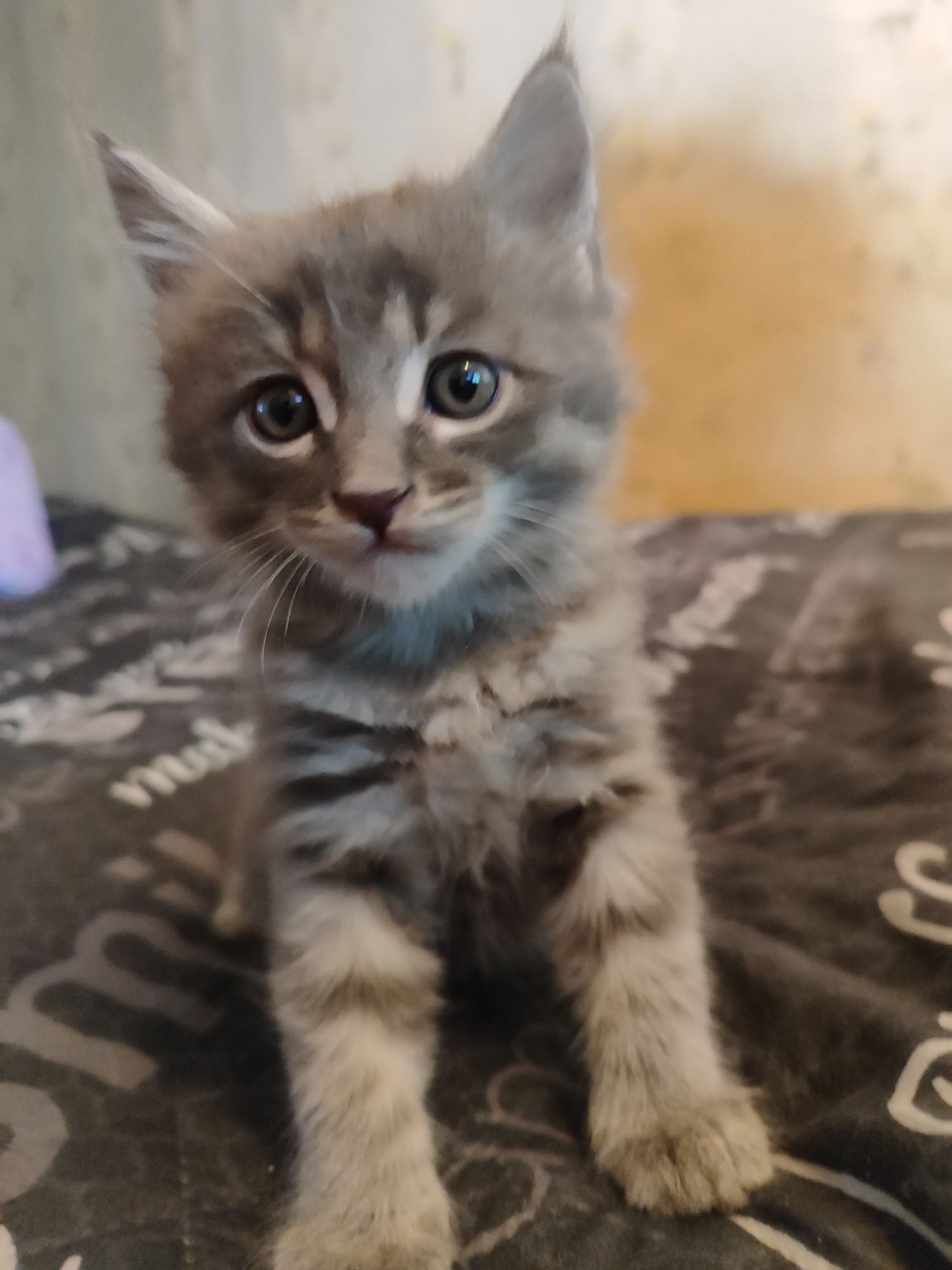 Отдам котят.  Бесплатно.