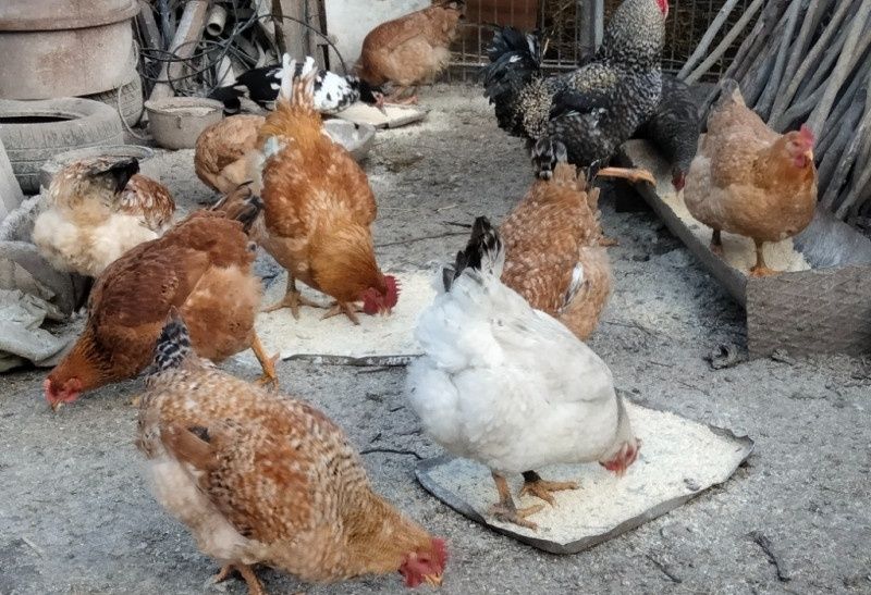 Oua bio de țară 100% naturale