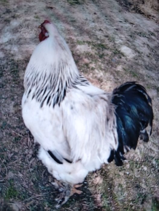 vind puicuțe de rasă Brahman