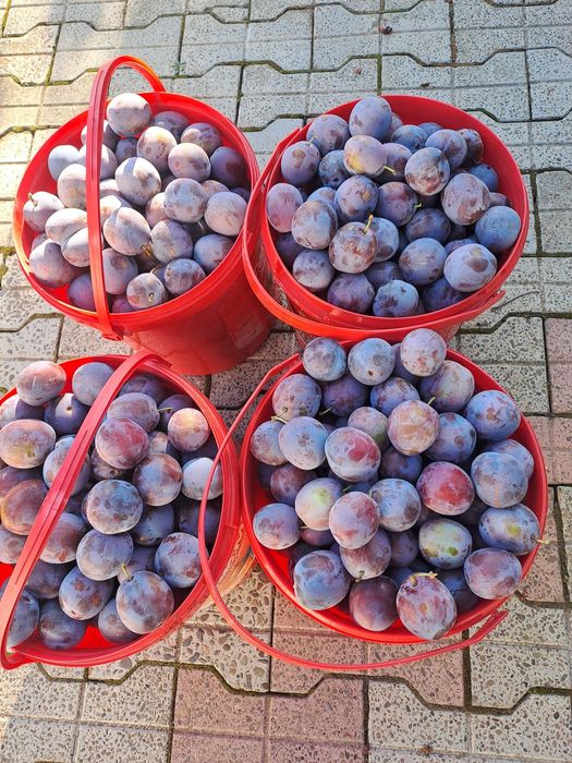 Prune deshidratate