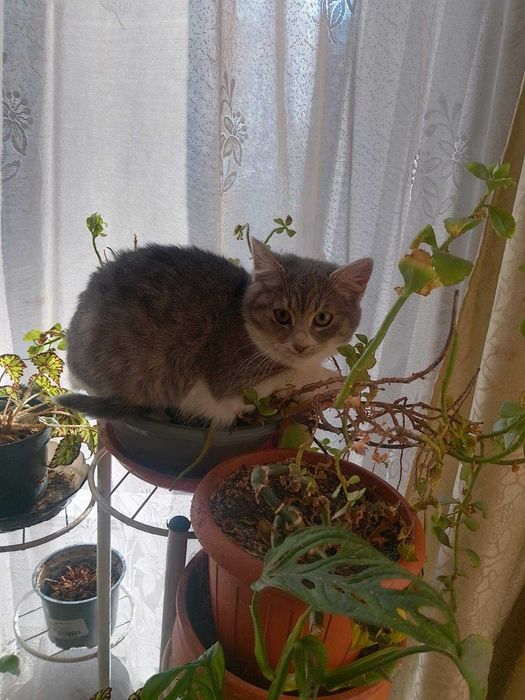 Четири котешки момиченца търсят дом и любящи стопани