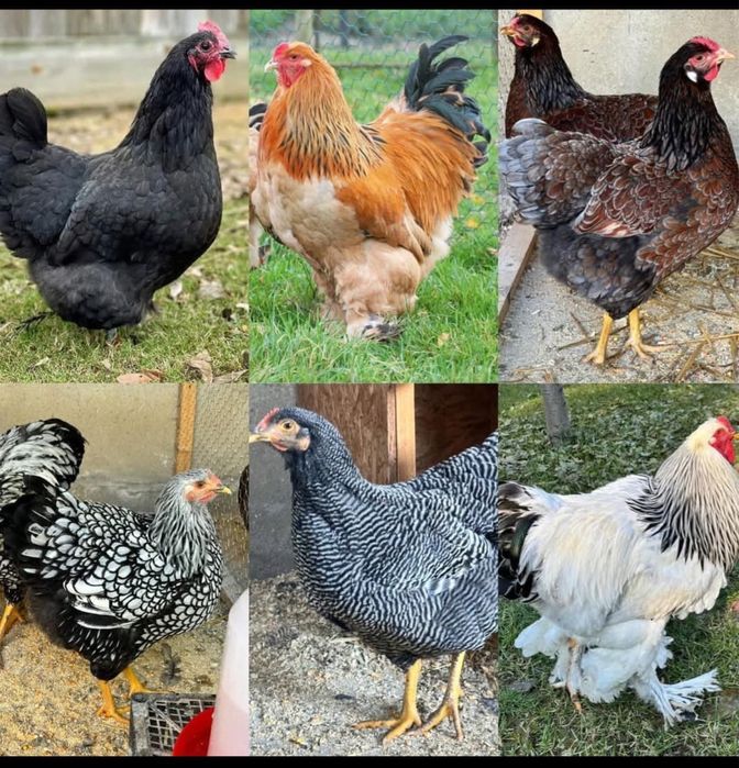Vând cocosi  rasa Wyandotte , Brahma , de 11 luni . Deparazitati .