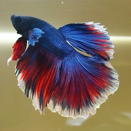 Самцы и самки петушков Супердельта, каспи ред каспи рассрочка