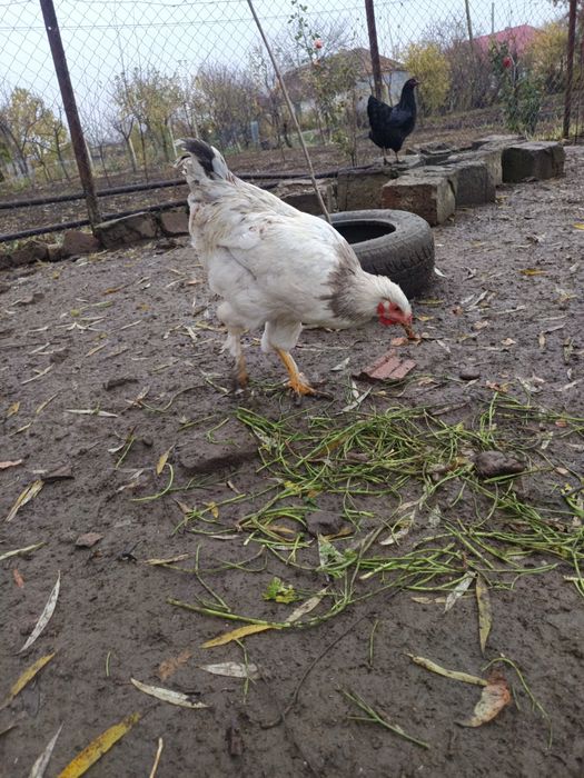 Vând cocoși la alegere