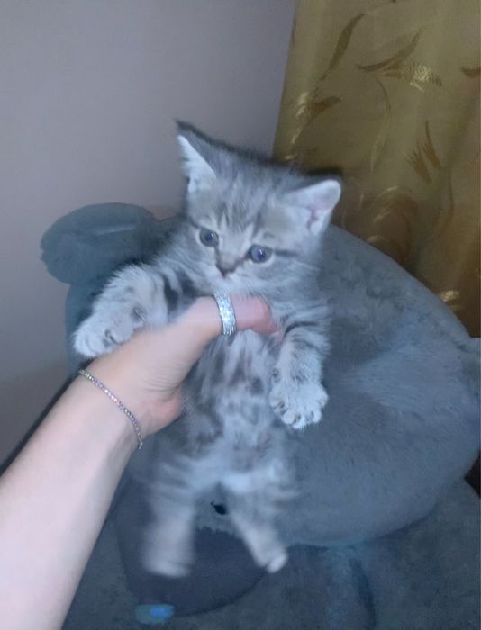 скотиш страят серый кизча зоти тоза 100%