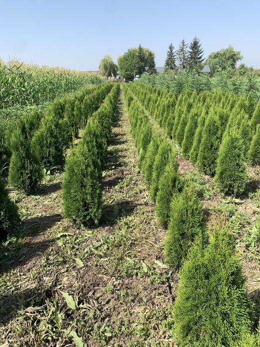 Tuia smaragd…..1,2-1,3m…….30 lei