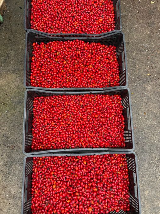 Прясна диворастяща шипка-реколта 2025г.