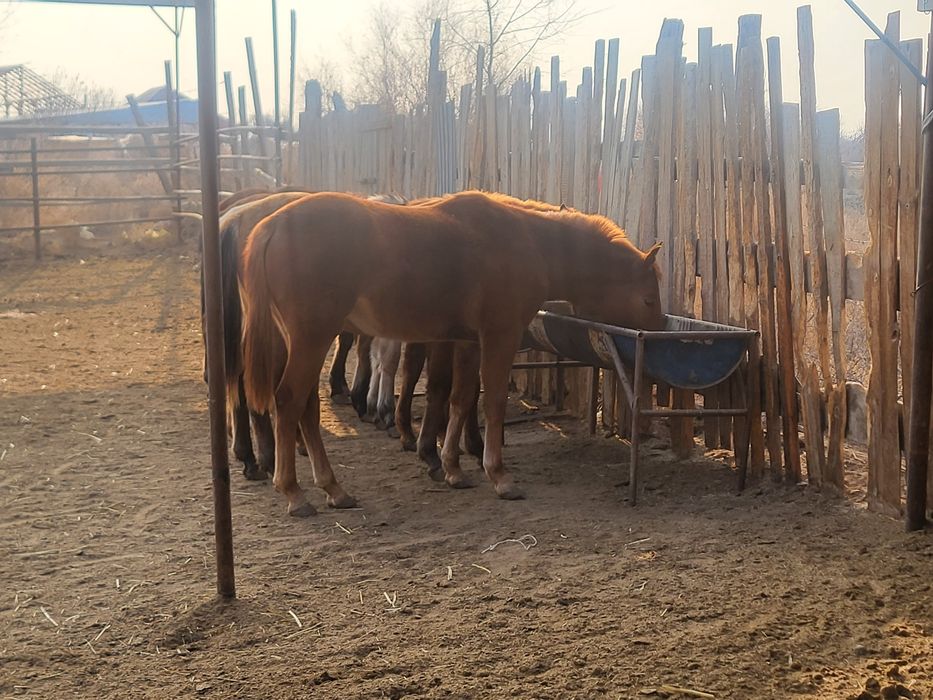 Тай.             .