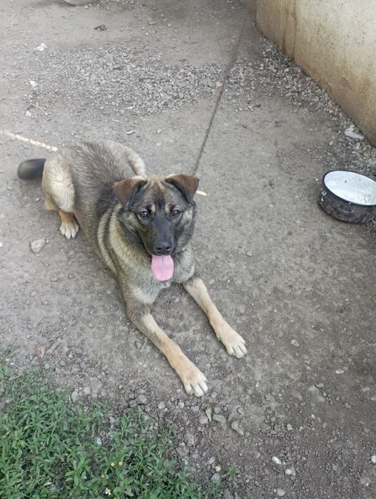 Donez un cățel de talie medie