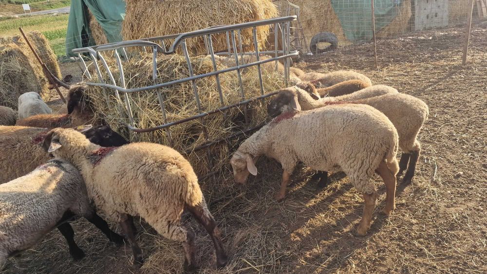 De Vzare  oi si miele de presilâ