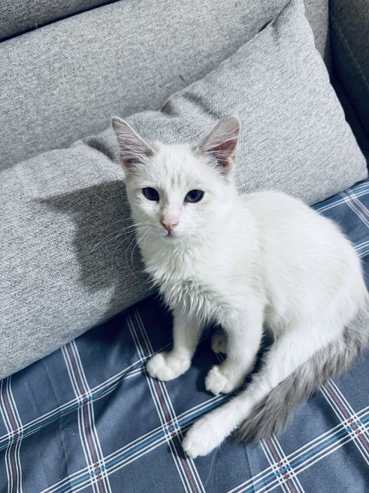 Милый котик сиамский