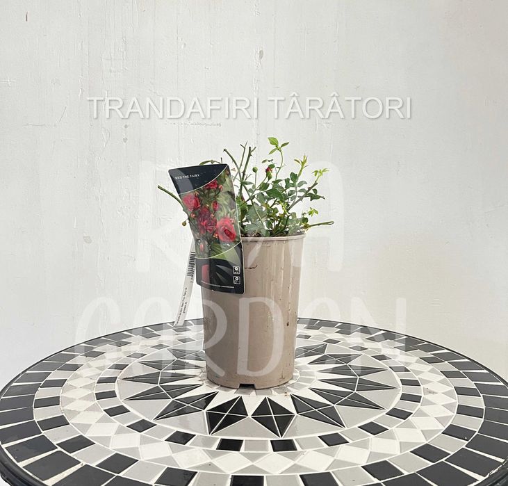 Trandafiri la ghiveci 3L – Floribunda, Târâtori, Teahibrizi, Urcători