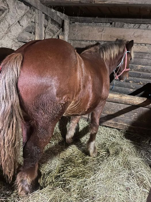 Vand 3 manji de un an si 3 luni