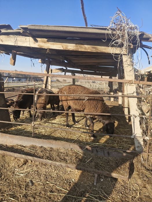 Қошкарлар екі жарым жас