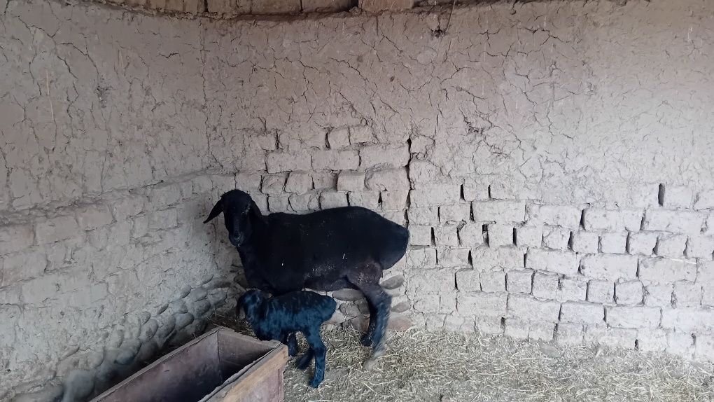 Ona bola qoy 5500