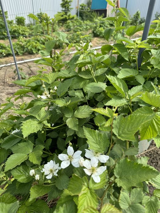 Продам саженцы ежевики, малины, клубники, садовые многолетние цветы