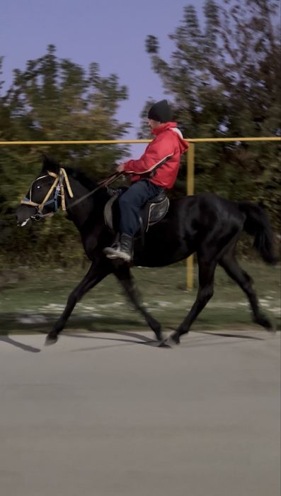 Жорға  тай /Иноходец жеребчик