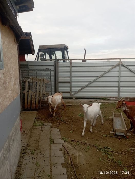 Vand capre metis anglonubian cu sanen