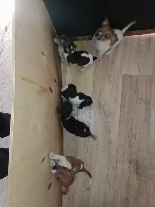 Джек Рассел Терьер