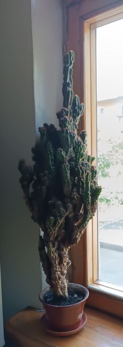 Кактус Цереус скалистый