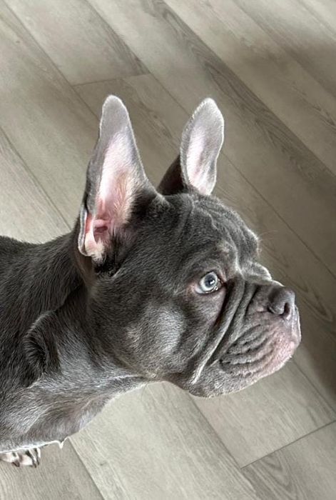 Французский бульдог