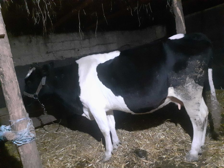 Vand vaca de prasila