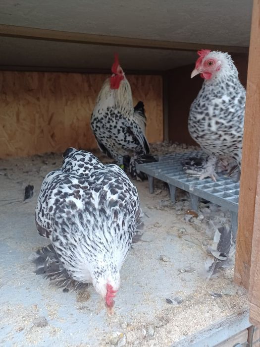 Familii mii de flori