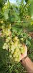 Struguri de vin adusi acasa soiuri alese albi/negri, pret producator