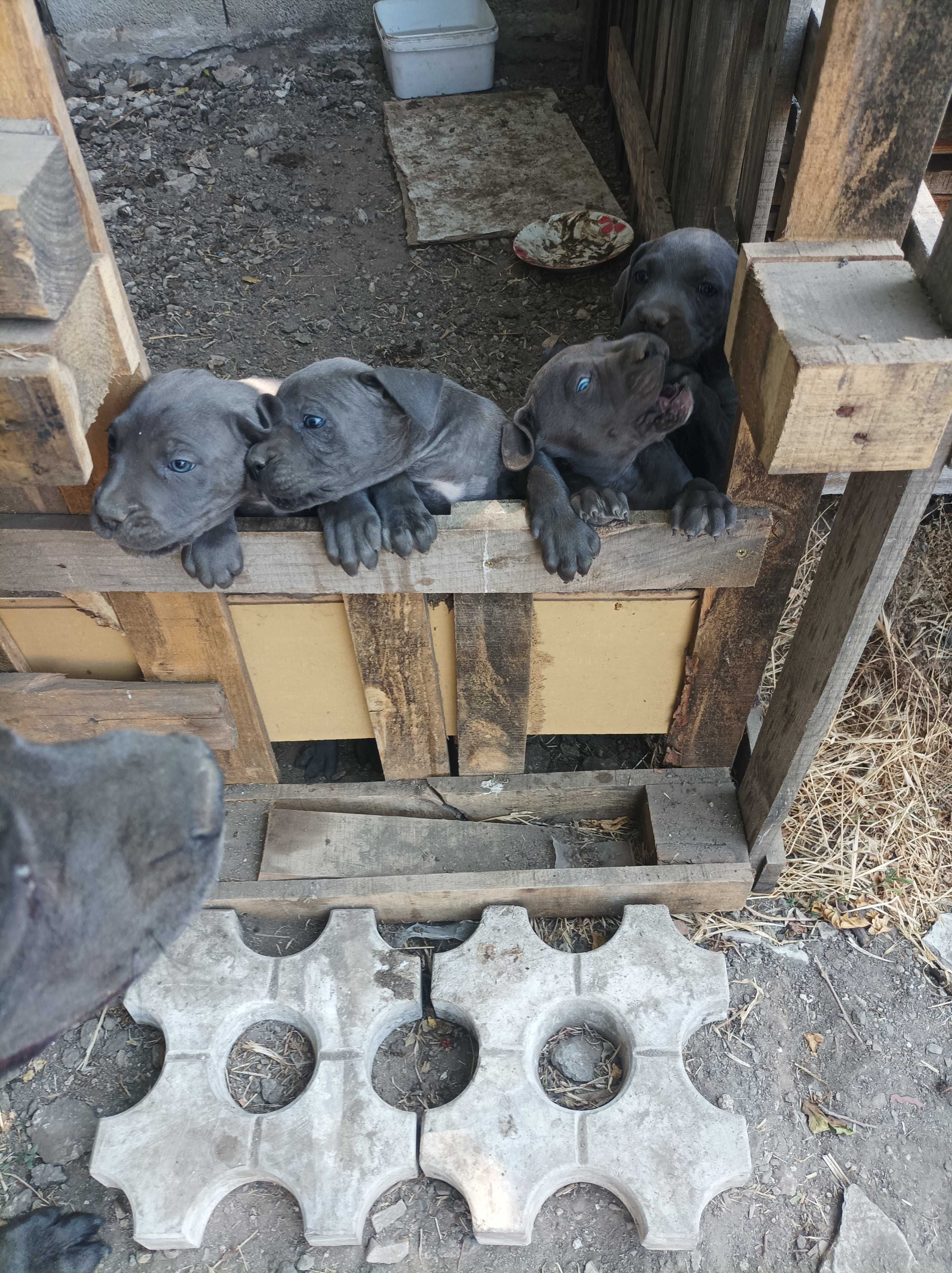 Продавам Кане Корсо