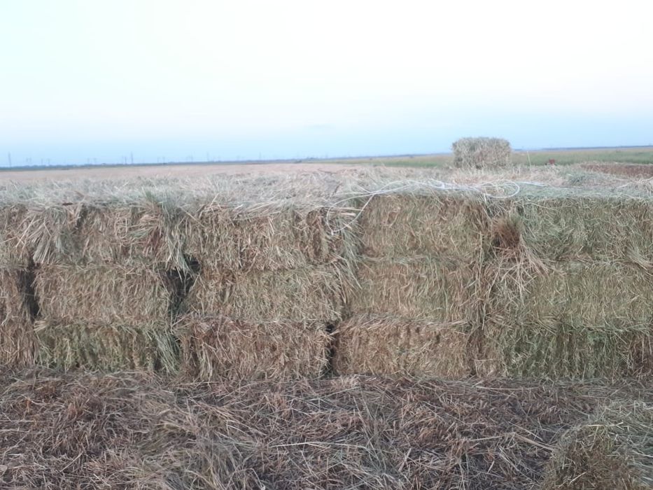 Продам сено в любом количестве. Находимся возле  Астаны