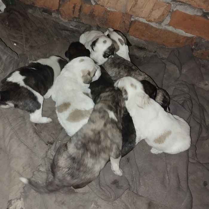 Zotor it va kuchuklar