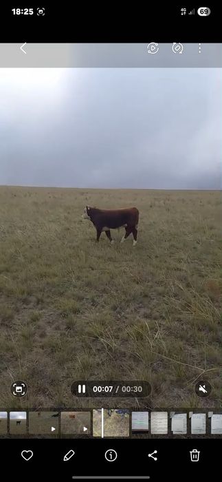 Продам подсос бычки