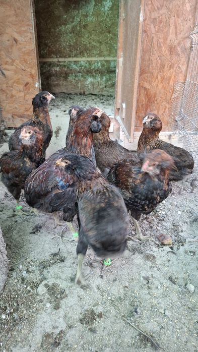 Araucana potarnichiu salbatic.