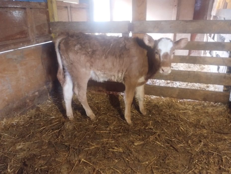 Vând vițea limuzin înțărcată