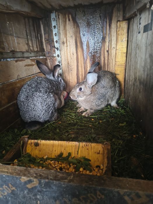 Vând pereche iepuri tineri și mari