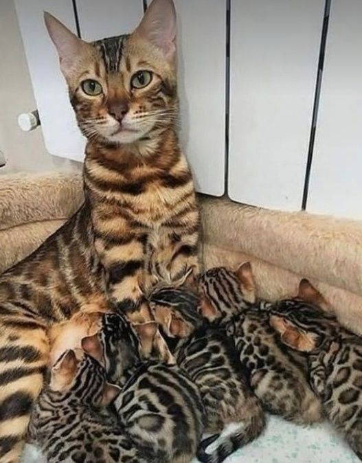 На продаже бенгальские котята мальчики и девочки.