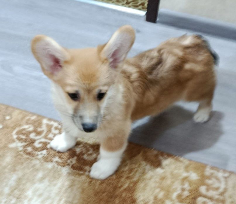 Щенки корги чистокровные