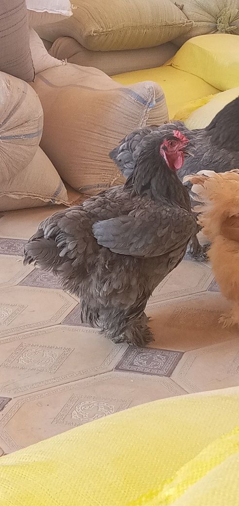Brama mokiyonlar sotiladi